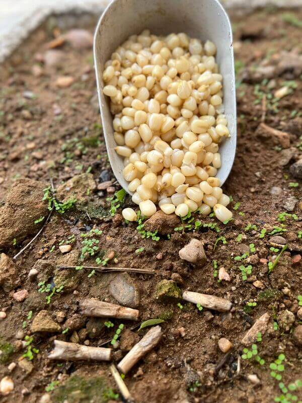 Maíz Blanco Particles For Fishing 3 kg - Tienda Carpfishing