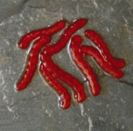 Gusanos de sangre Enterprise - Tienda Carpfishing