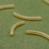 Magoliner Curve OMC Dazzlers S - Tienda Carpfishing